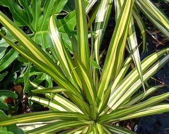 Kiwi Dragon Tree Plant Dracaena Marginata Tropical