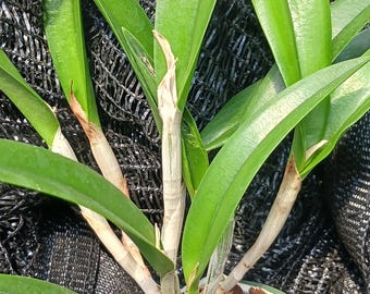 Orchid Cattleya C Triginodosa x Rcv Davis Sanders Tropical plant.