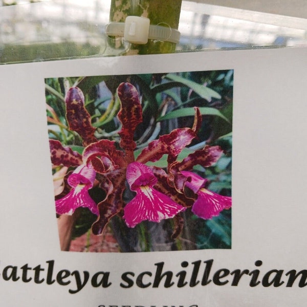 Orchid Cattleya schilleriana species mounted on cork