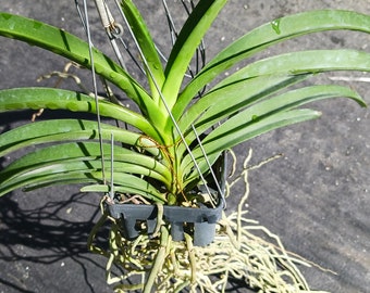 Orchid Fuch's Sunset x Pine River Orange Tropical Large Size Hanging Plants