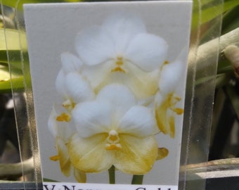 Orchid Vanda Nopporn Gold Semi Alba Tropical Hanging Plant
