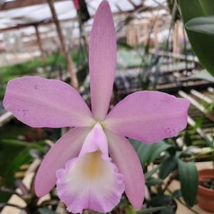 May include: A close-up of a light purple orchid flower with a white and yellow center. The orchid has five petals and a long, slender sepal. The flower is in full bloom, showcasing its delicate structure and color.