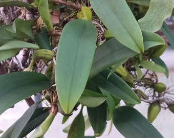 Orchid Bulbopyllum Lost tag Special Tropical Hanging Plant