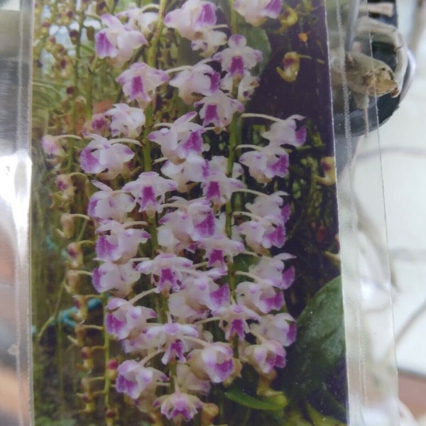 Orchid Vanda Aerides Korat Koki Kogi Fragrant Exotic Tropical Hanging Plant