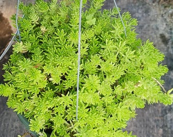 Sedum mexicanum Stonecrop Succulent groundcover Gold Moss Lemon Ball
