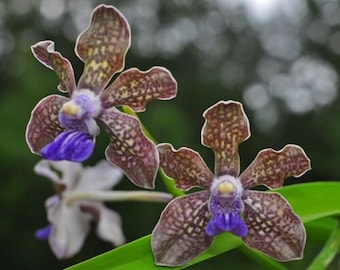 Orchid Vanda tessellata Fragrant