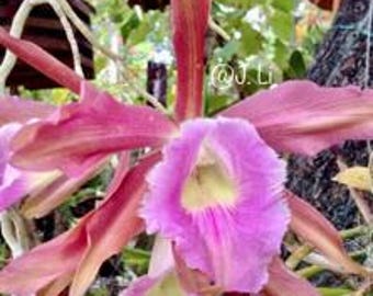 Orchid Cattleya Rlc Helen Tropical plant.