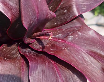 Ti Plant Cordyline fruticosa Roly Bulk Wholesale Pack Tropical Plant