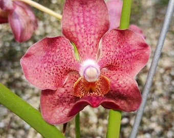 Orchid Vanda Merv L Velthius x Blitz's Heartthrob Sun Tolerant