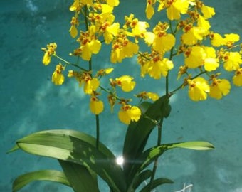 Orchid Oncidium Dancing Lady Mounted or Potted or Double spike