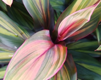 Ti Plant Cordyline Harlequin Multi-colored Tropical Plant