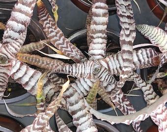 Zig Zag Cryptanthus Absolute Zero Bromeliad Tropical Plant