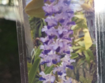 Orchid Vanda Rhyn coelestis blue fragrant Tropical Hanging Plant