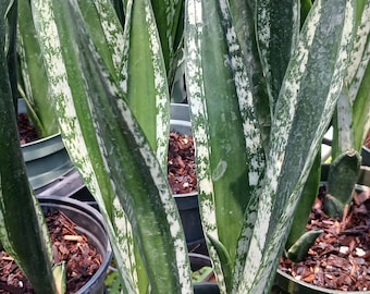 Sansevieria trifasciata Crystal Flame Succulent Madagascar Africa Plant