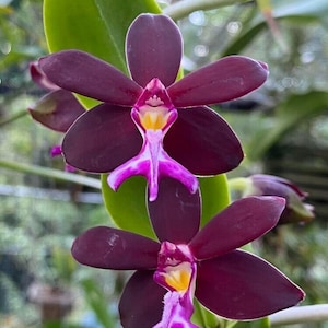 Orchid Trichoglottis atroperpurea Tropical Hanging Plant