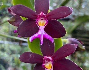 Orchid Trichoglottis atroperpurea Tropical Hanging Plant