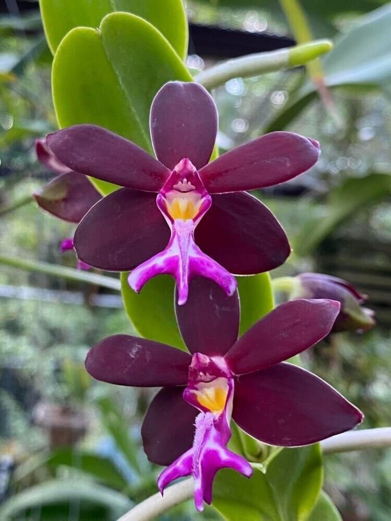 Orchid Trichoglottis atroperpurea Tropical Hanging Plant image 1