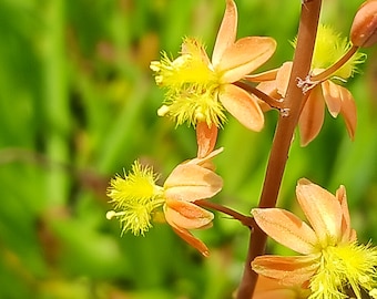 Bulbine frutescens Halmark Tropical Plant Aloe Succulent