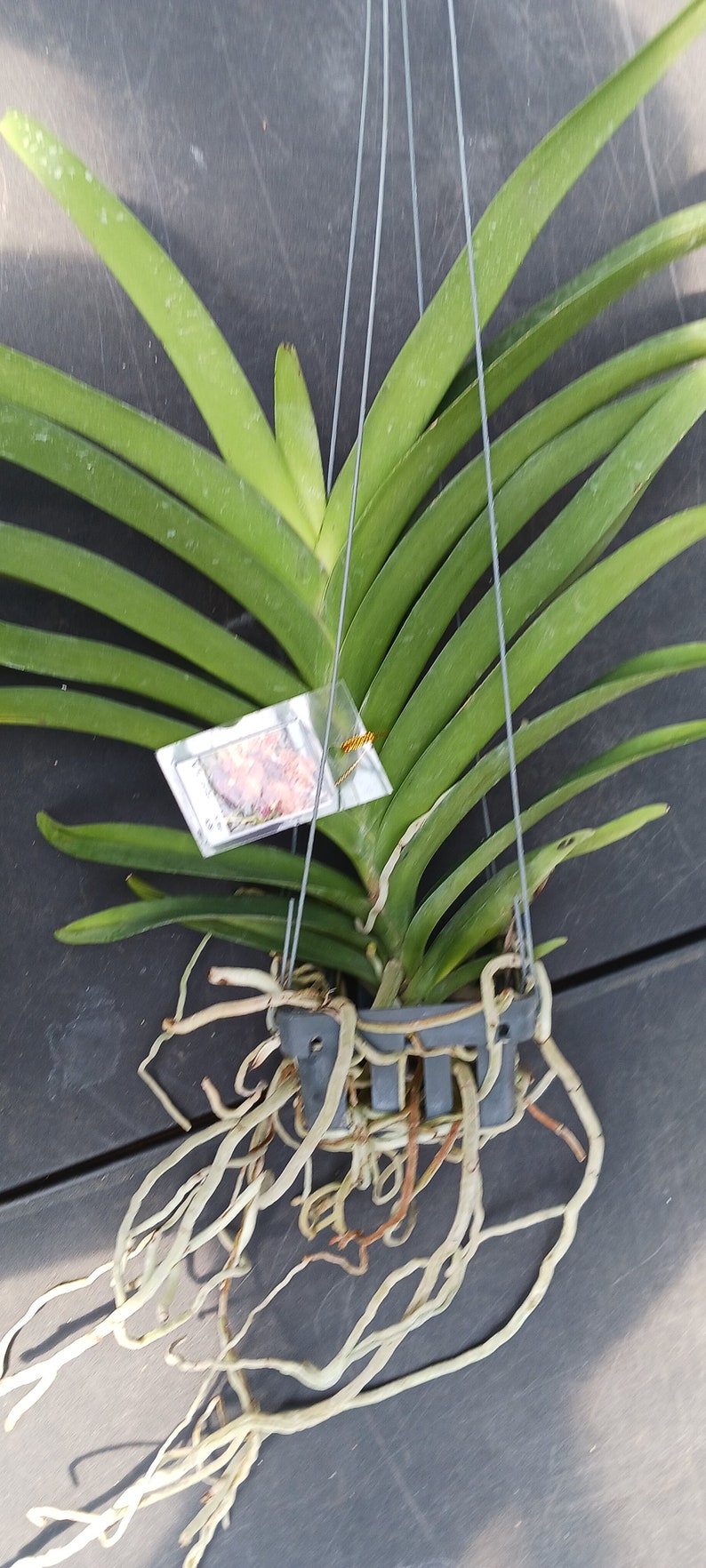 Orchid Vanda Taveesuka x Vivian-Sankamphaeng 458 Tropical Hanging Plants image 4