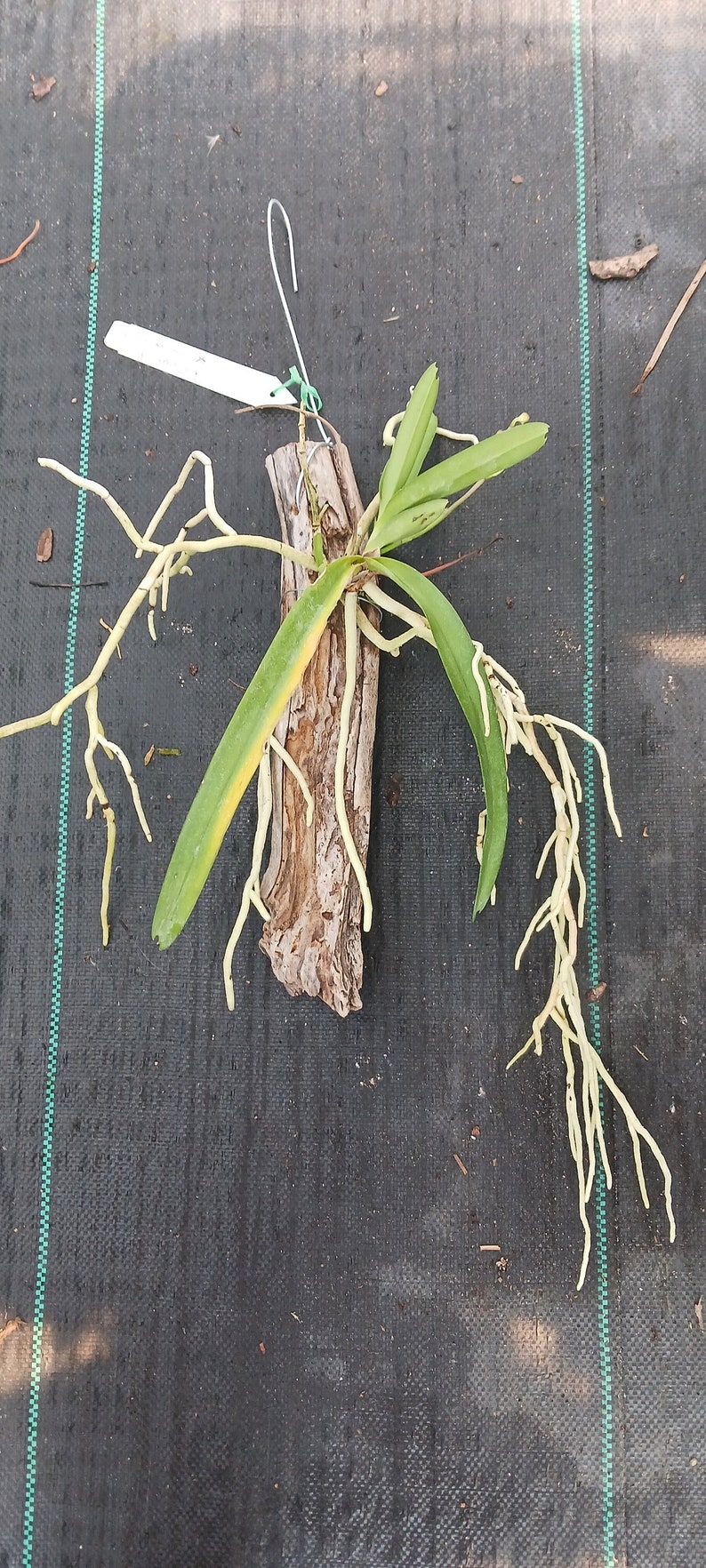 Orchid Vanda Banshee V loiuvillei x insignis mounted on driftwood Hanging Plants image 3