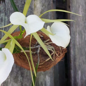 May include: Close-up of a white orchid with long, slender, pale green petals and a brown, coconut-like base. The orchid is set against a weathered wooden fence, with a few green leaves visible on the right side of the frame.