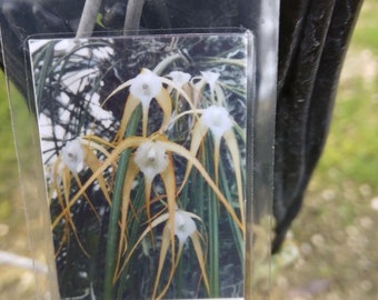 Orchid Cattleya Brassavola appendiculata mounted Tropical Hanging Plant