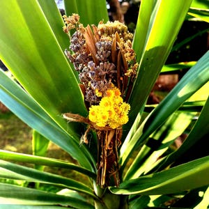 May include: A close-up of a bouquet of dried flowers, including yellow, purple, and brown flowers, tied together with twine. The flowers are arranged in a vase made of dried leaves and branches.