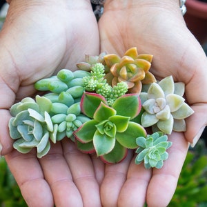 Assorted mini succulent and cactus cuttings in different colors and varieties, comes in packs of 5, 10 or 15