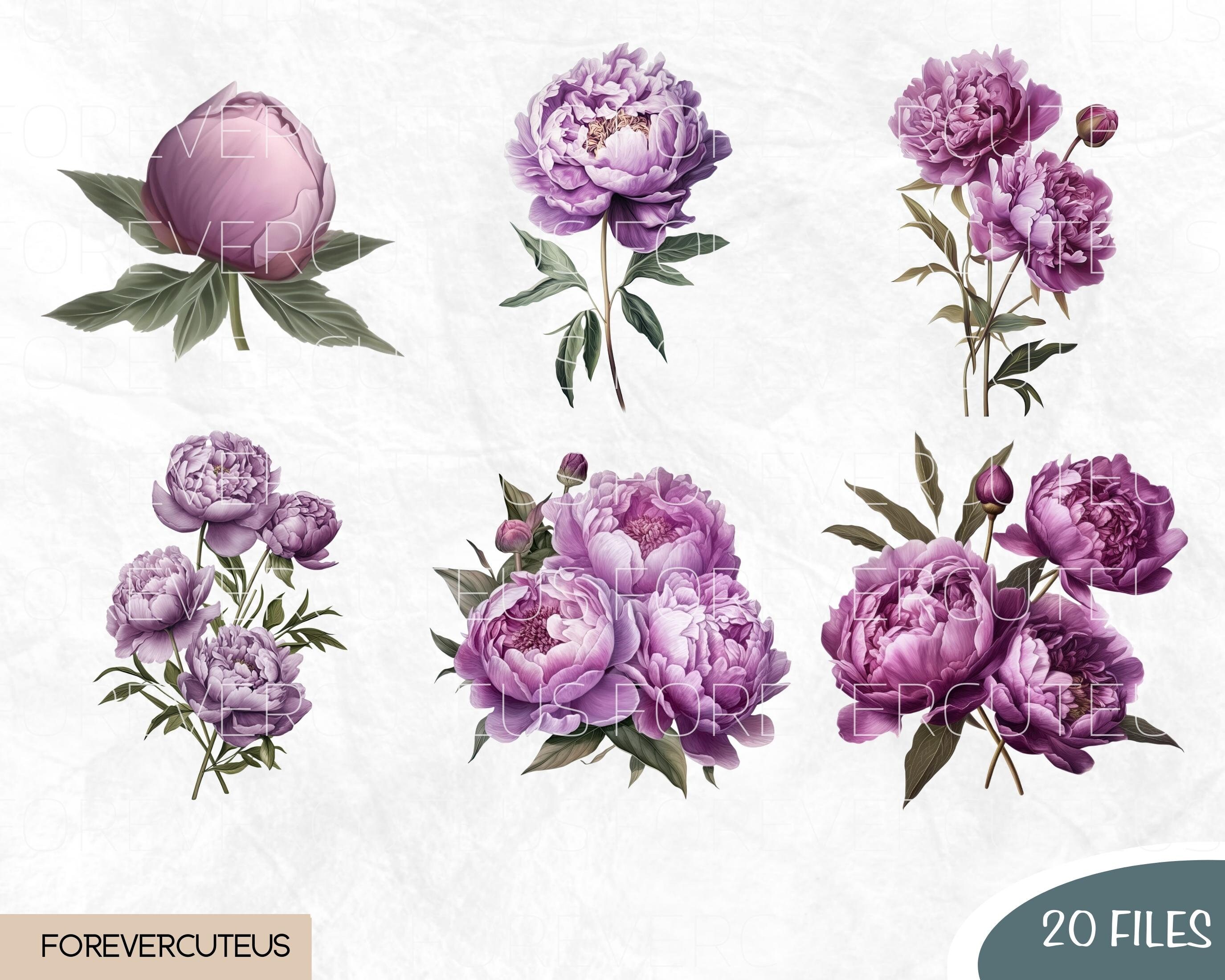 Purple Peonies Clipart Purple Garden Springtime Cottagecore Etsy