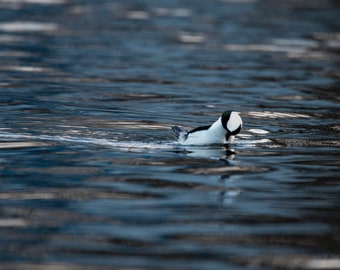 Pruning bufflehead