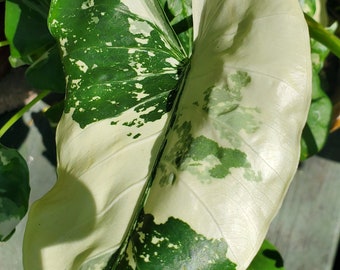 alocasia variegated white live young plant