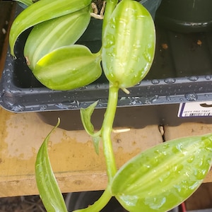 Vanilla spice variegated orchid live plant rooted cutting approx. 8&quot;+ long
