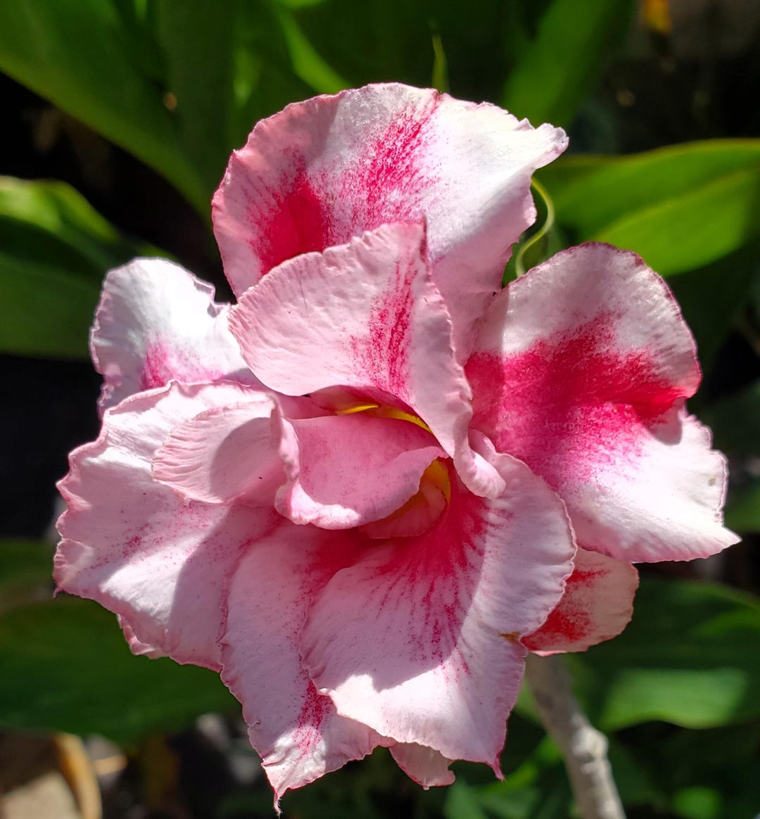 Adenium Obesum | Desert Rose | Organically Grown Tropical Caudex Plants | TOMs FLOWer CLUB
