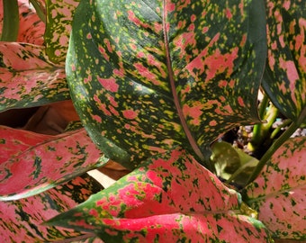 Aglaonema plant chinese evergreen red/pink/green 3" pot single live plant