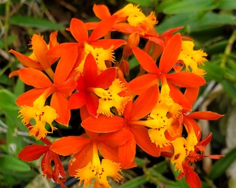 Epidendrum orchid, crucifix orchid orange plant rooted cutting approx. 12"