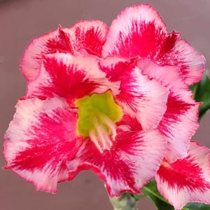 desert rose Adenium obesum plant "Rainbow sai5" pink 2-tone succulent tagged A