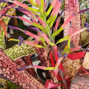 Bromeliad Billbergia Hallelujah Burgundy with white spots