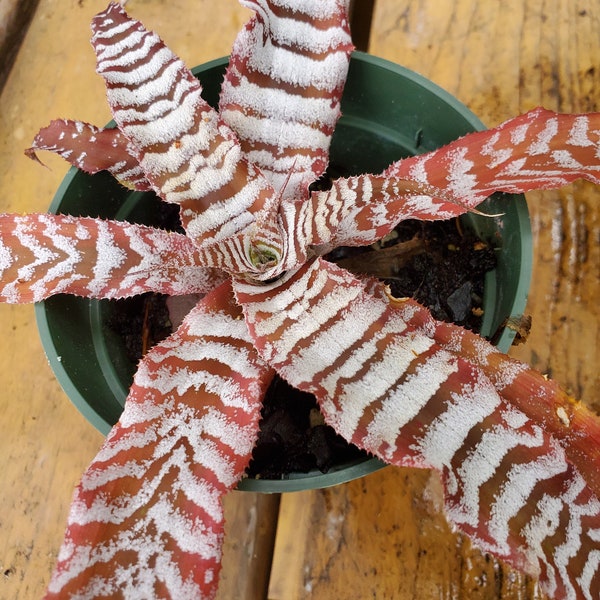 Crypthanus Absolute Zero bromeliad Earth star. approx. 7" new cutting