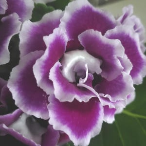 May include: Close-up of a vibrant flower with layered petals. The petals are a deep purple with white edges, creating a striking contrast. The flower's center is a soft white, and green leaves are visible in the background. The overall effect is a lush, detailed floral image.