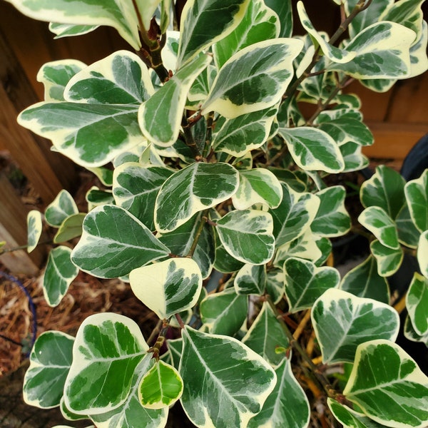 Variegated Ficus Triangularis approx. 24"