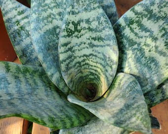 different types of sansevieria Sansevieria Hahnii Tiger Star