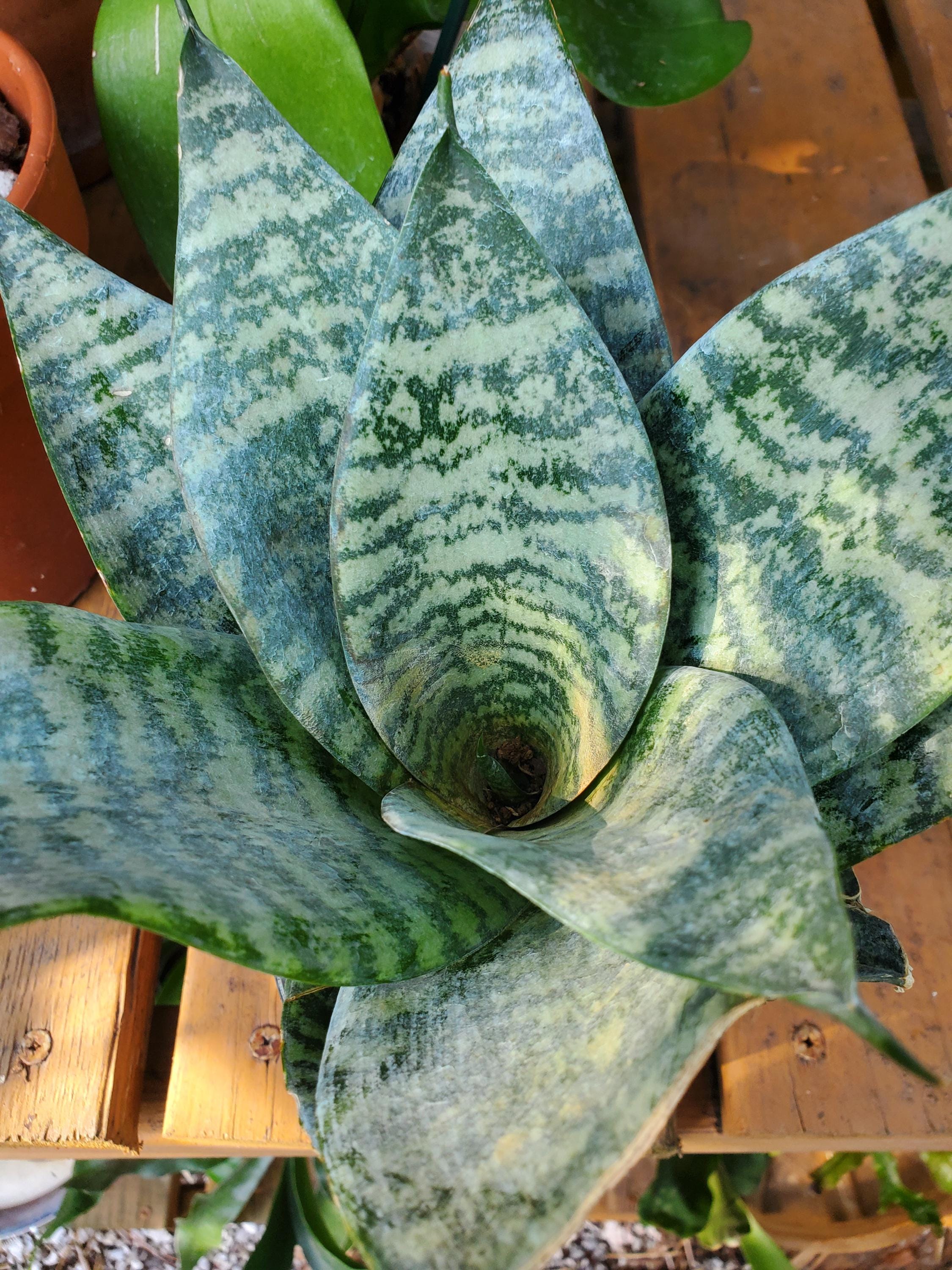 Bird Nest Snake Plants - Etsy