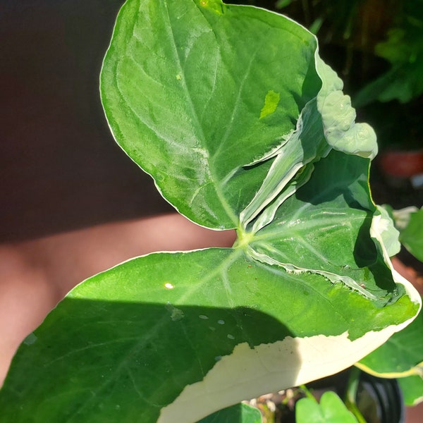 alocasia Mickey Mouse Xanthosoma variegated live young plant