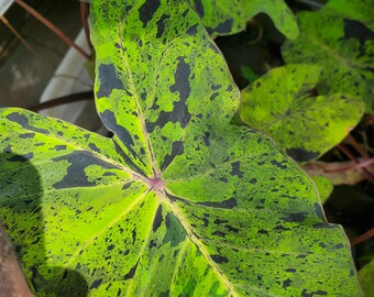 calocasia mojito live plant variegated