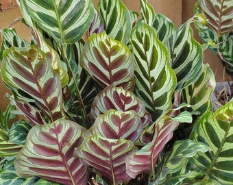 Calathea Makoyana large plant 6" pot approx.12" tall and wide