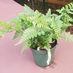 Rabbits foot Davallia fern 4&quot; pot