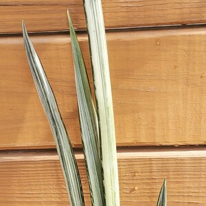 sansevieria succulent Sansevieria 'Snowflake' main image 0