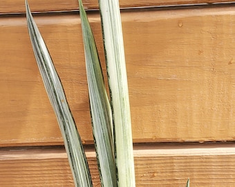 Sansevieria Bantel variegated snake plant approx 21" tall