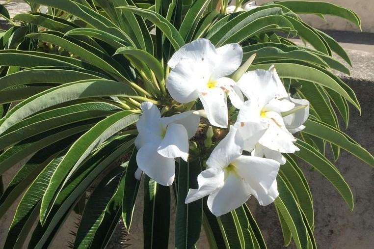Madagascar Palm, Pachypodium Lamerei,  6 inch Pot, 12" tall