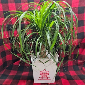 Unique 3D Printed Chinese Takeout Planter for Home Decor and Garden Enthusiasts